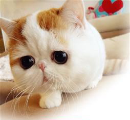 成都加菲猫微博走红大饼脸水滴眼萌倒粉丝(图)